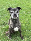 73054 Merecedes FKA Riri (Off Site Foster)