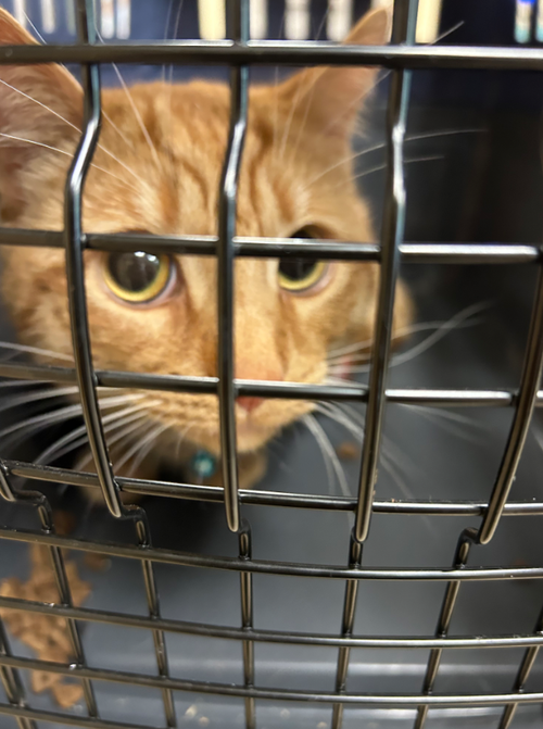 181609 Weasley (Off Site Foster)