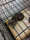 181974 Max + 181975 Milo (Off Site Foster)