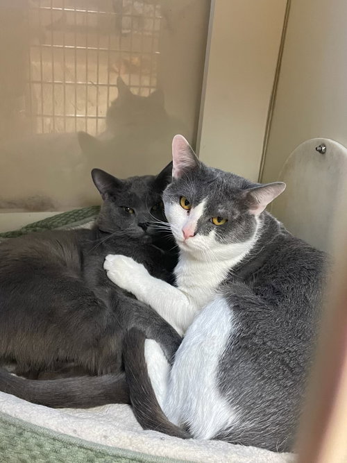 181974 Max + 181975 Milo (Off Site Foster)