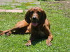 182000 Layla (Off Site Foster)