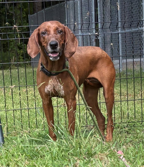 Photo of 182000 Layla (Off Site Foster)