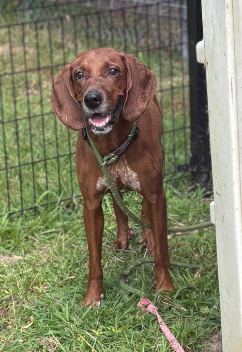 Photo of 182000 Layla (Off Site Foster)