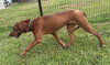 182000 Layla (Off Site Foster)