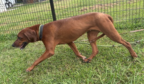 Photo of 182000 Layla (Off Site Foster)