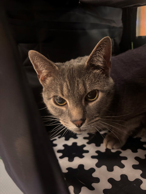 182061 Tyson