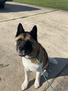 182067 Kimo
