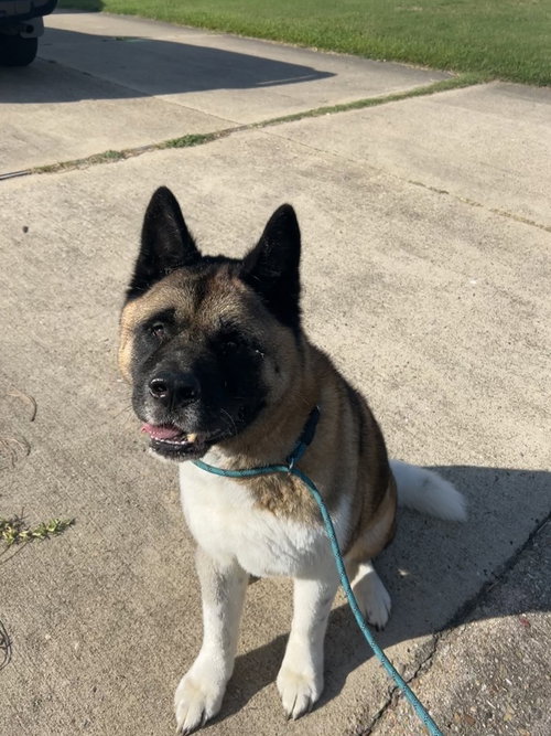 Photo of 182067 Kimo
