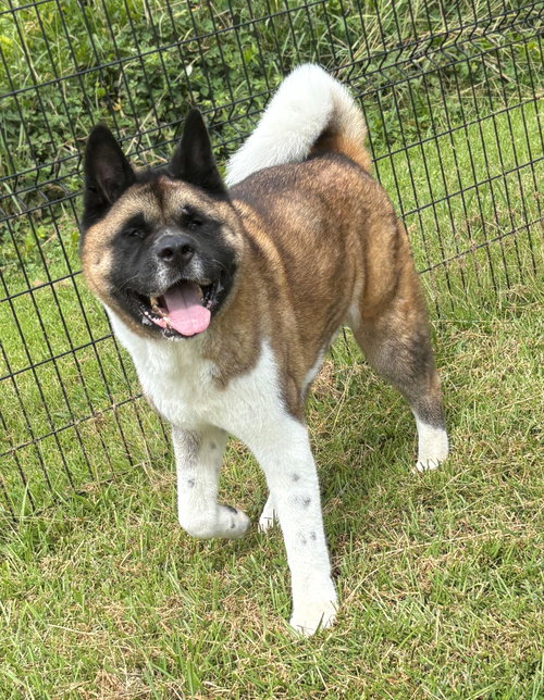Photo of 182067 Kimo
