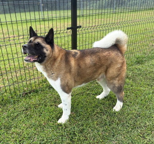 Photo of 182067 Kimo