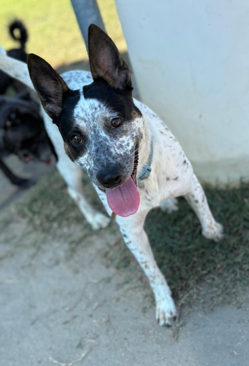 picture of the dog needing adoption