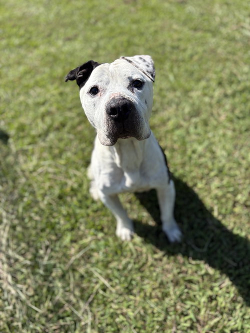 picture of the dog needing adoption