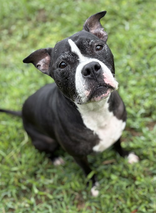 picture of the dog needing adoption