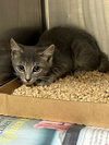 182233 + 182234 (Off Site Foster)