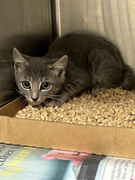 picture of the cat needing adoption