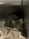 182233 + 182234 (Off Site Foster)