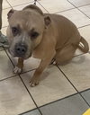 182273 Kilo (Off Site Foster)