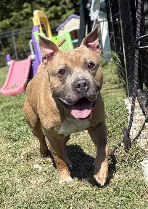 picture of the dog needing adoption