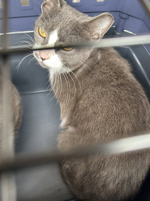picture of the cat needing adoption