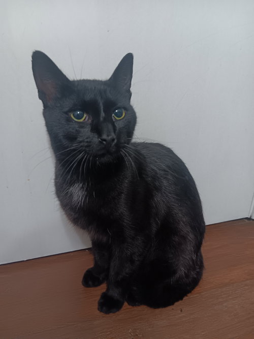 picture of the cat needing adoption