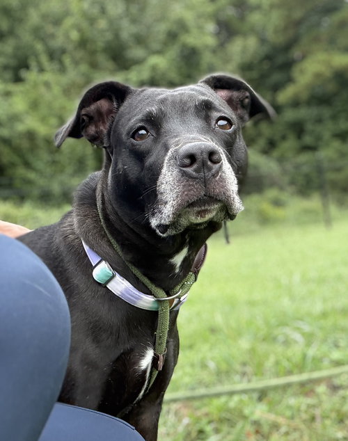 picture of the dog needing adoption