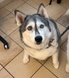 182309 Harley+182310 Nova (Off Site Bonded Foster)