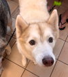 182309 Harley+182310 Nova (Off Site Bonded Foster)
