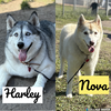 182309 Harley+182310 Nova (Off Site Bonded Foster)