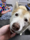 182309 Harley+182310 Nova (Off Site Bonded Foster)