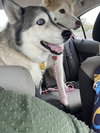182309 Harley+182310 Nova (Off Site Bonded Foster)