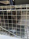 182345 (Off Site Foster)