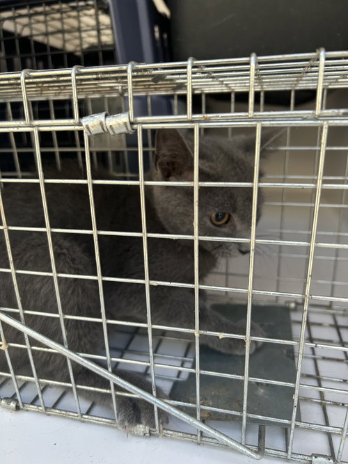 picture of the cat needing adoption