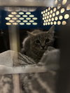 182347 (Off Site Foster)
