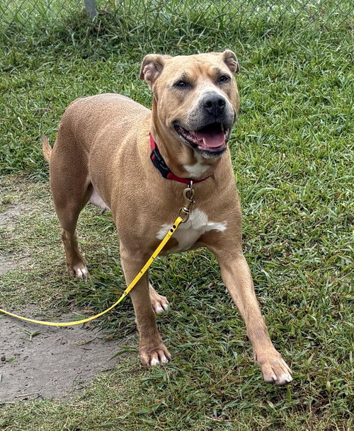 picture of the dog needing adoption