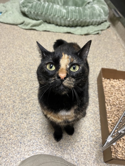 picture of the cat needing adoption