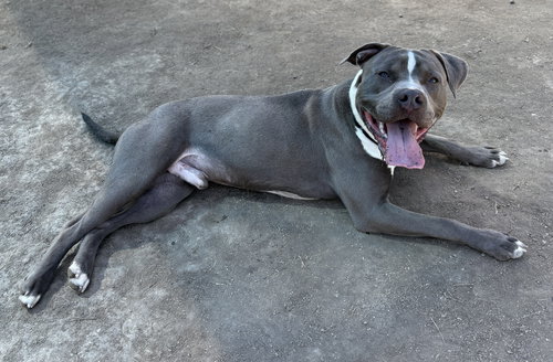 picture of the dog needing adoption