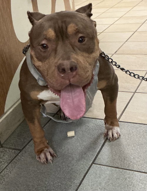 picture of the dog needing adoption