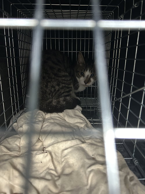 picture of the cat needing adoption
