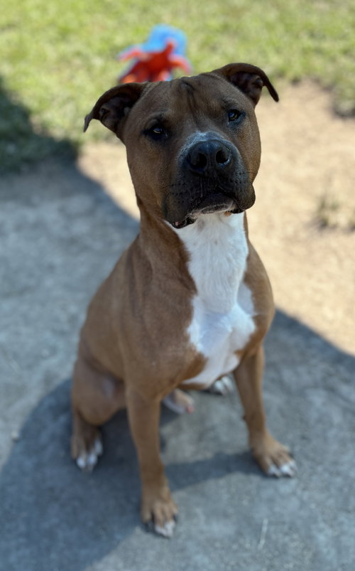 picture of the dog needing adoption