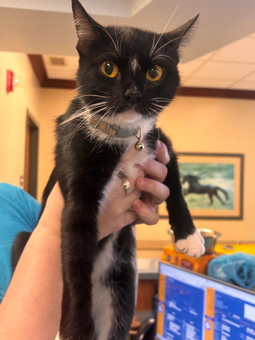 picture of the cat needing adoption