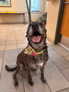 182442 Bear (HOSPICE-Off Site Foster)