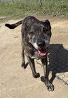 182442 Bear (HOSPICE-Off Site Foster)