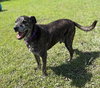 182442 Bear (HOSPICE-Off Site Foster)