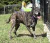 182442 Bear (HOSPICE-Off Site Foster)