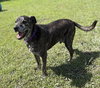 182442 Bear (HOSPICE-Off Site Foster)