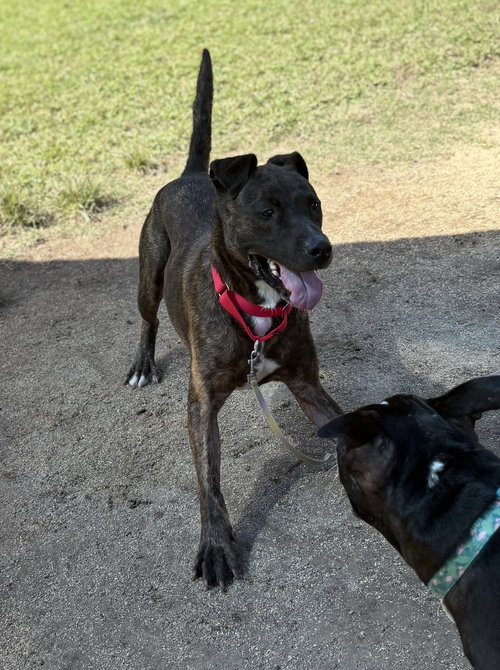 picture of the dog needing adoption