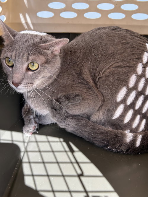 picture of the cat needing adoption