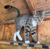 182488 Dolly Parton (Off Site Foster)