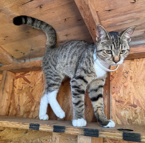 picture of the cat needing adoption