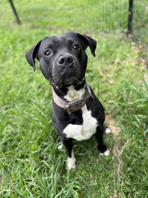 picture of the dog needing adoption